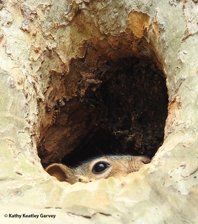 What's all that noise about? Can't a squirrel get some sleep? (Photo by Kathy Keatley Garvey)