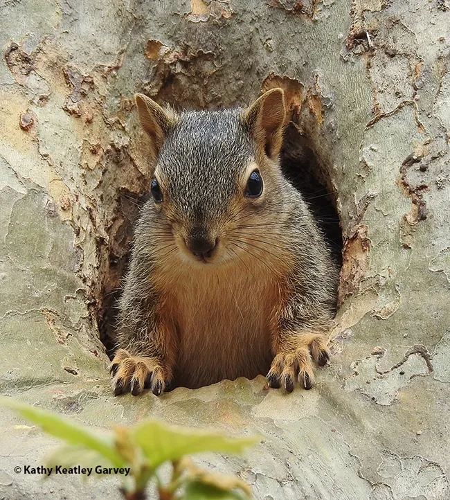 Occupied! No vacancy! The squirrel is aware that bees are circling, trying to move into "his" hollow. (Photo by Kathy Keatley Garvey)