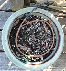 Overhead view of inline drip in pot. Photo by Leslie Hart.