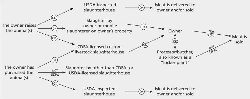 guide livestock