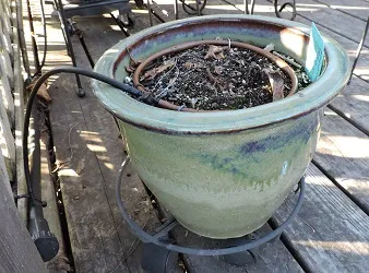 Sideview of inline drip in pot. Photo by Leslie Hart.