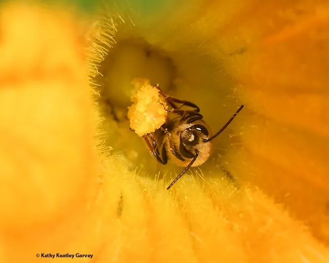A squash bee, Peponapis pruinosa, pollinating a squash. (Photo by Kathy Keatley Garvey)