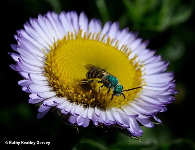 A male metallic green sweat bee, Agapostemon texanus, foraging on a seaside daisy. (Photo by Kathy Keatley Garvey)