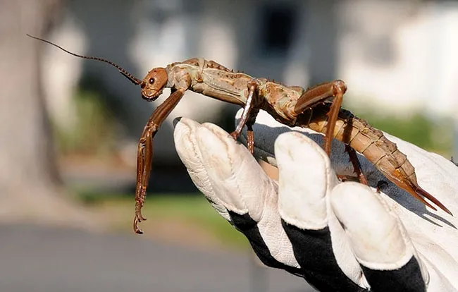 Former UC Davis doctoral student Matan Shelomi described a new bacteria species from the gut of a Giant New Guinea Stick Insect, Eurycantha calcarata. This is a E. calcarata from the Bohart Museum. Shelomi named the bacteria after UC Davis faculty members Lynn and Bob Kimsey. (Photo by Kathy Keatley Garvey)