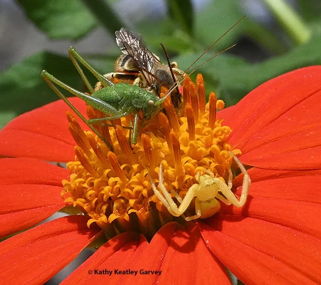 A crab spider is about to nail a katydid nymph when a longhorned bee, Melissodes agilis, appears on the Mexican sunflower. (Photo by Kathy Keatley Garvey)