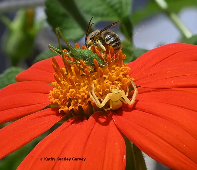 The longhorned bee, Melissodes agilis, continues to forage under the watchful eye of the crab spider. (Photo by Kathy Keatley Garvey)