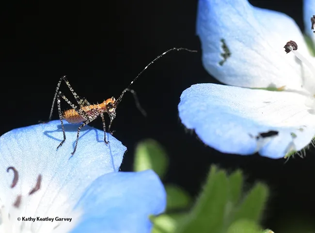 If the grass is greener on the other side, is a baby blues more blue on the other side? A katydid nymph gets ready to move. (Photo by Kathy Keatley Garvey)