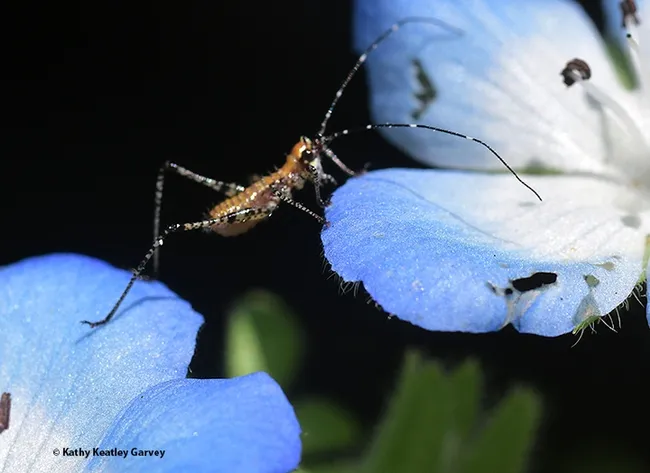 A long stretch, and the katydid nymph touches the next blossom. (Photo by Kathy Keatley Garvey)