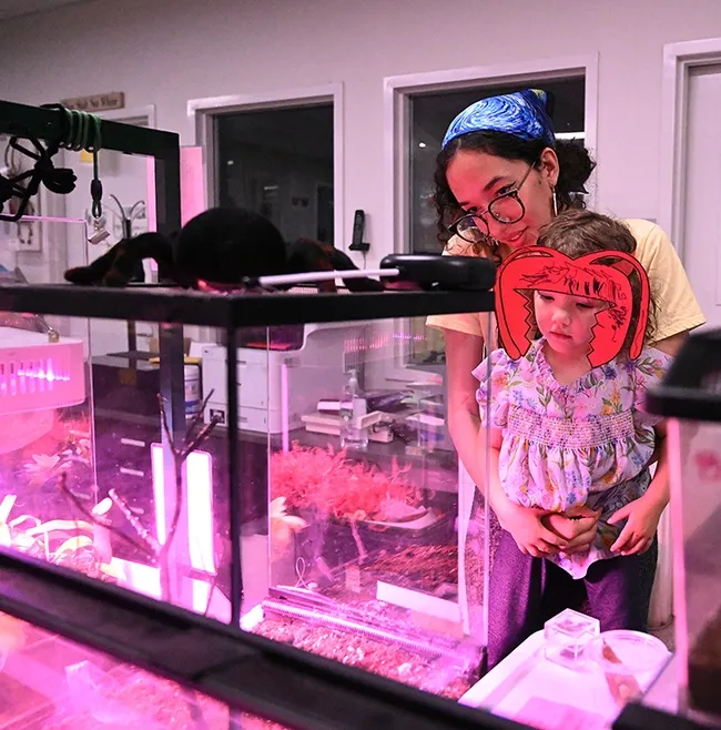 UC Davis senior entomology major Morgan Myhre shows her daughter, Esmeralda, 2, some of the Bohart Museum's insect/spider tenants. (Photo by Kathy Keatley Garvey)
