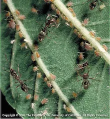 Ants feeding on honeydew excreted by aphids, copyright Regents of the University of California, 2006