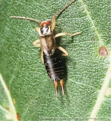 European Earwig, copyright Regents of the University of California, 2000