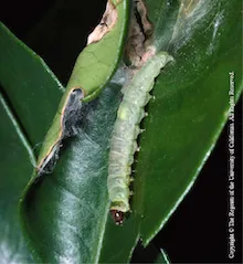 Fruittree Leafroller, copyright Regents of the University of California
