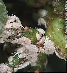 Mealybugs on grape, copyright Regents of the University of California, 2004