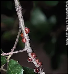 Oak Lecanium Scale, copyright Regents of the University of California, 2004