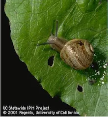 Brown Garden Snail, copyright Regents of the University of California, 2001