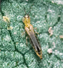 Western Flower Thrip, copyright Regents of the University of California