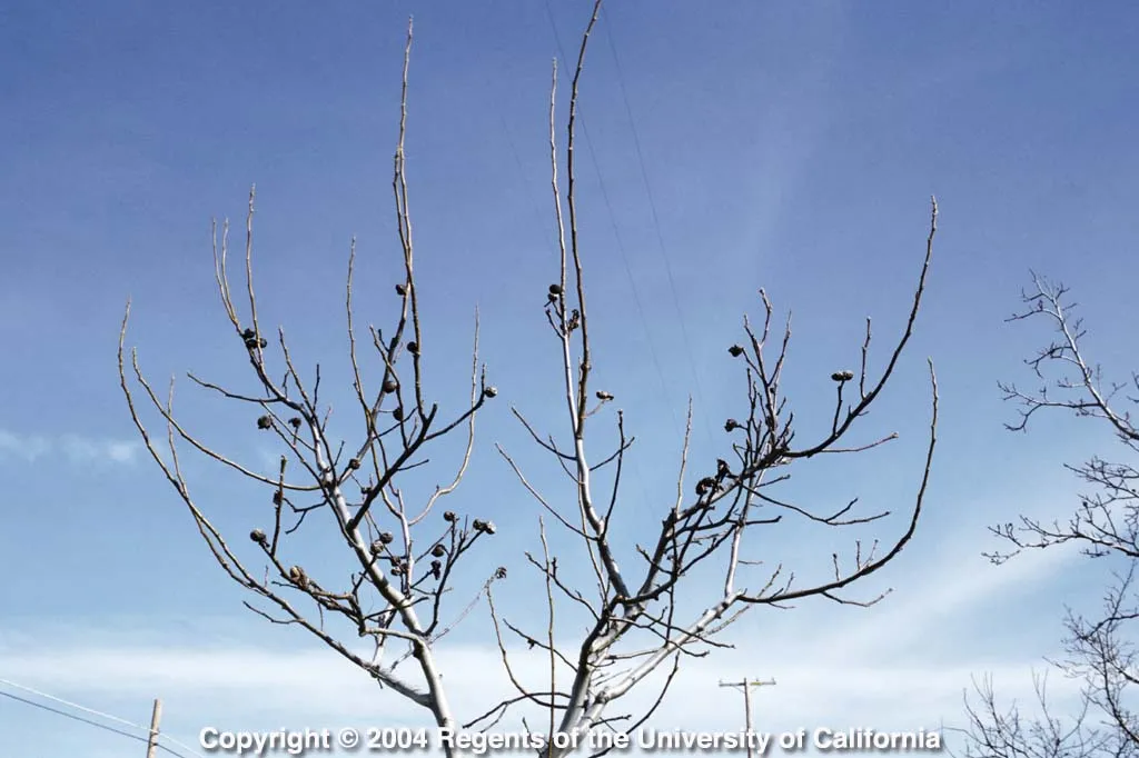 Navel orangeworm larvae can overwinter in mummy nuts that remain in the tree canopy.