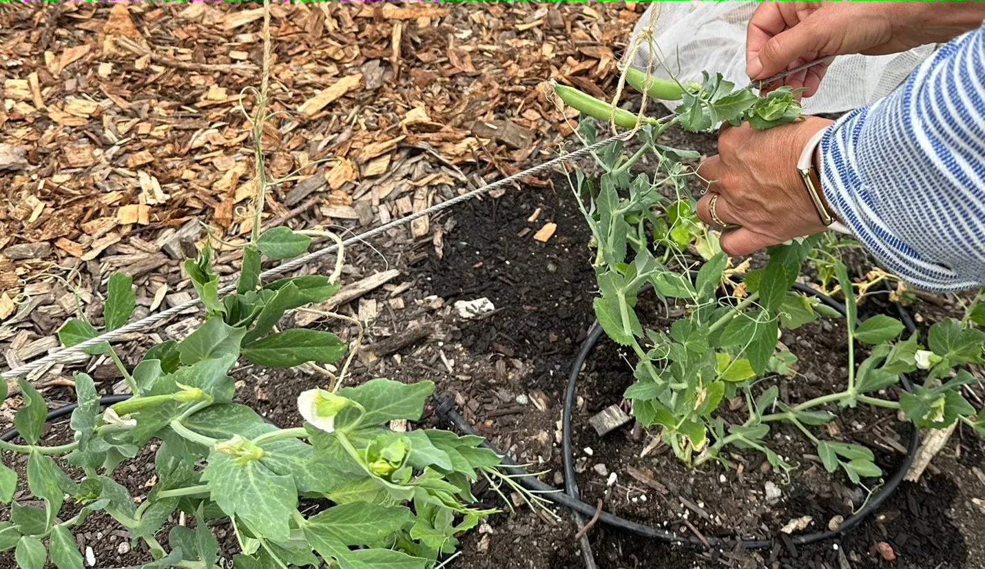 growing tips of vines