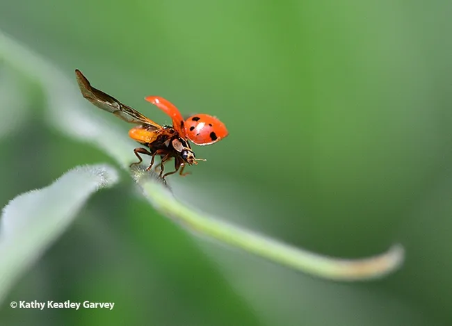 Lady beetles, aka ladybugs, are among the most recognizable of insects, but most people never see them take flight. (Photo by Kathy Keatley Garvey)