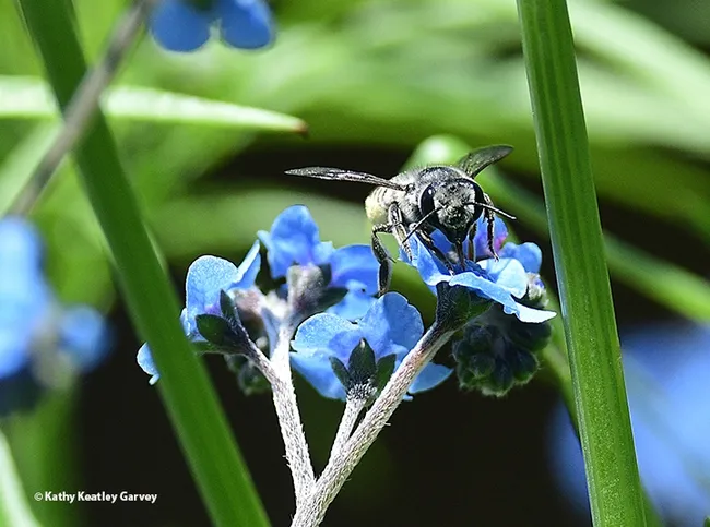 A leafcutter bee, family Megachilidae, peers at the photographer. "Here I am! It's National Pollinator Week." (Photo by Kathy Keatley Garvey)