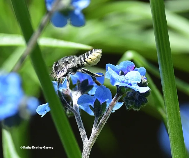 Yes, this spot here looks good! The leafcutter bee ignores the photographer. (Photo by Kathy Keatley Garvey)