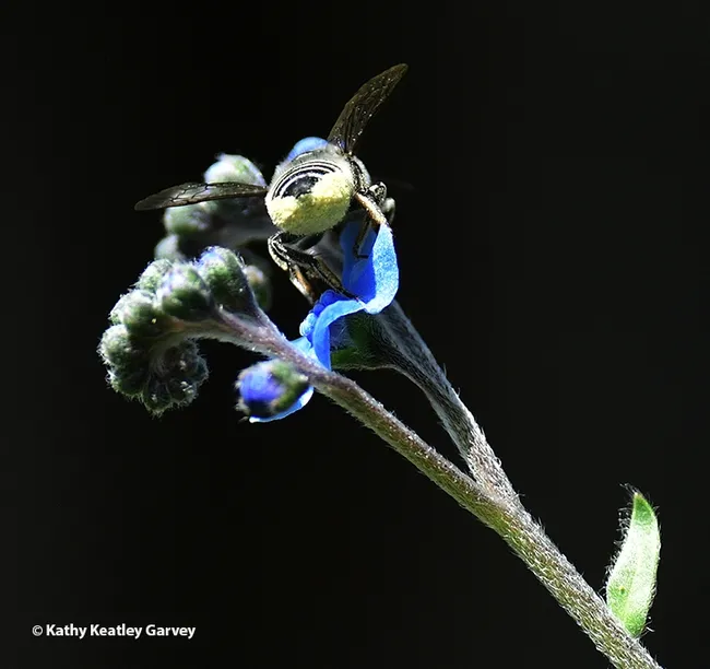 "Okay, I'm leaving now for another blossom." The leafcutter bee is about to take flight. (Photo by Kathy Keatley Garvey)