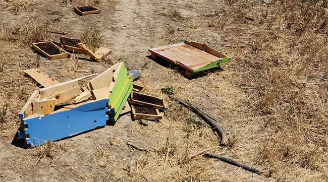 Remnants of the 40 bee colonies destroyed when a truck driver, under cover of darkness, deliberately drove over them last week in Winters. They belonged to Caroline Yelle, owner of Pope Valley Queens.