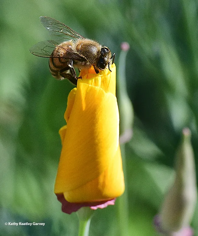 "Open up!" A honey bee attempts to enter a California golden poppy. (Photo by Kathy Keatley Garvey)