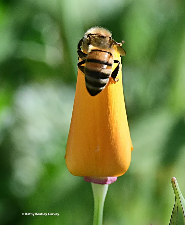 "Maybe I'll try this entrance." The honey bee doesn't realize that some flowers close for the night. (Photo by Kathy Keatley Garvey)