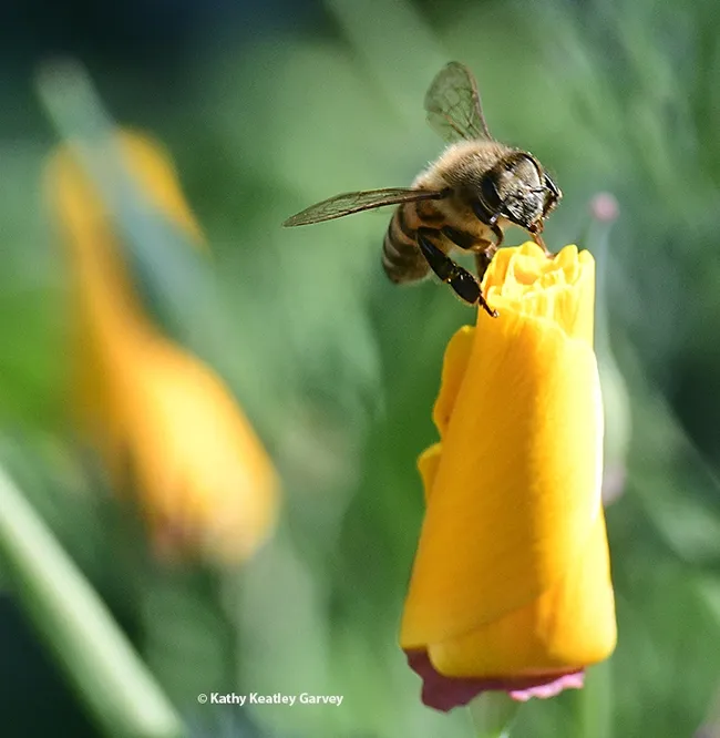 "Please, please open?" The honey bee makes no progress. (Photo by Kathy Keatley Garvey)
