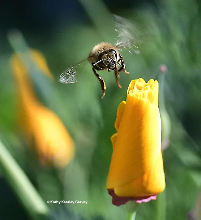 "You're closed for bee-ness?" the honey bee mumbles. "Oh, well, guess I'll come back tomorrow."