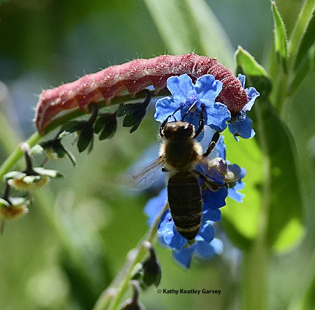 It's a "no go" for sharing. The honey bee opts for a different blossom as the tobacco budworm continues munching. (Photo by Kathy Keatley Garvey)