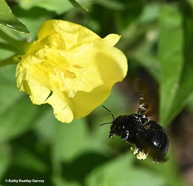 A female Valley carpenter bee, Xylocopa sonorina, heads for evening primrose in a Vacaville pollinator garden. (Photo by Kathy Keatley Garvey)