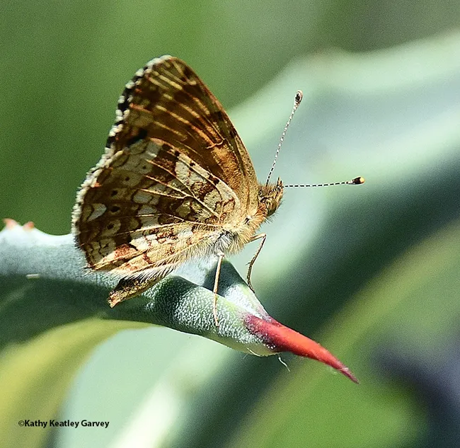Phyciodes mylitta perches on a cactus. (Photo by Kathy Keatley Garvey)