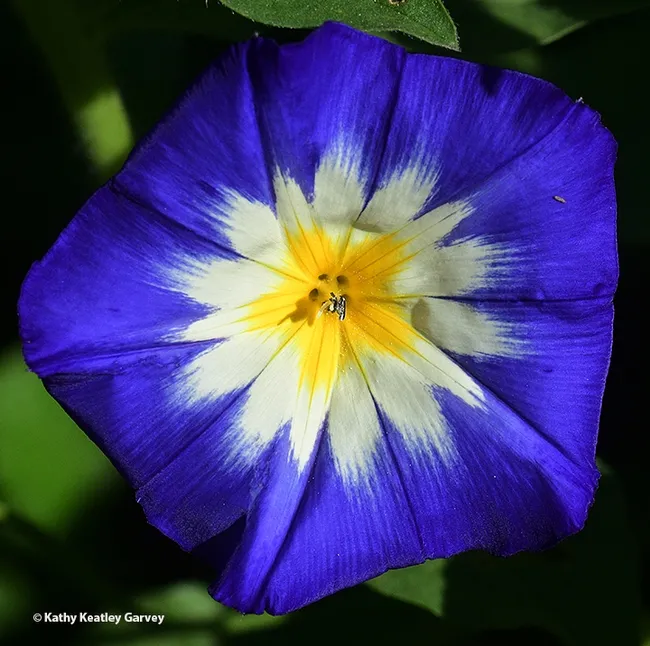 The dwarf morning glory, Convolvulus tricolor, putting on a show. (Photo by Kathy Keatley Garvey)