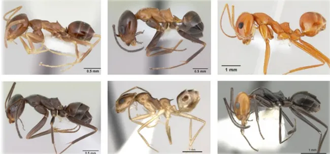 This is an illustration from Jill Oberski's exit seminar on pyramid ants.