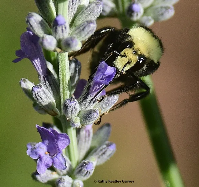 The yellow-faced bumble bee, Bombus vosnesenskii, sipping nectar.(Photo by Kathy Keatley Garvey)