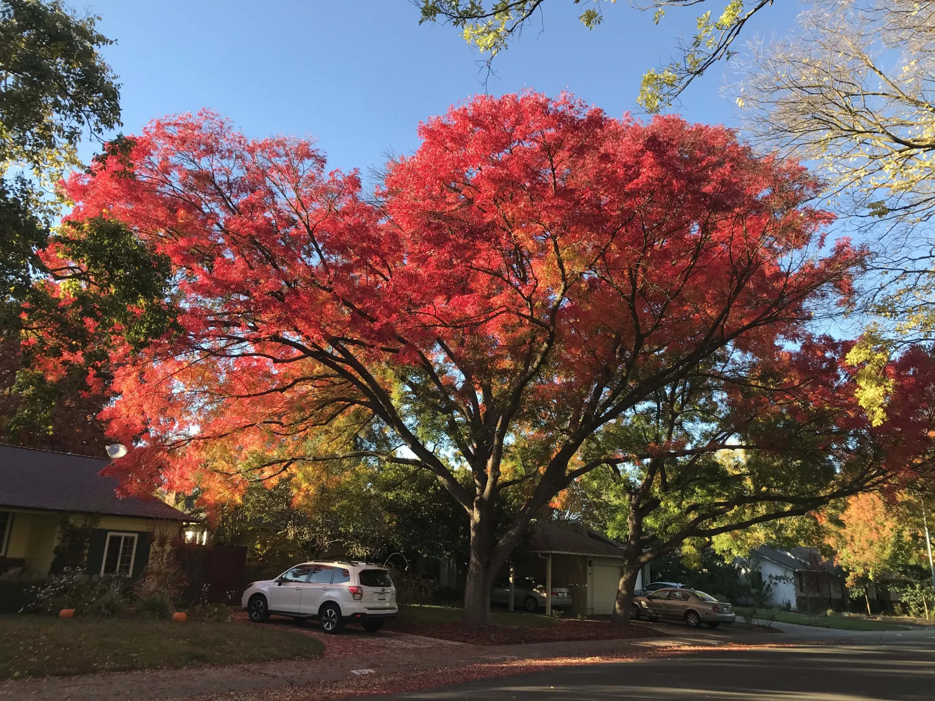 Chinese pistache autumn