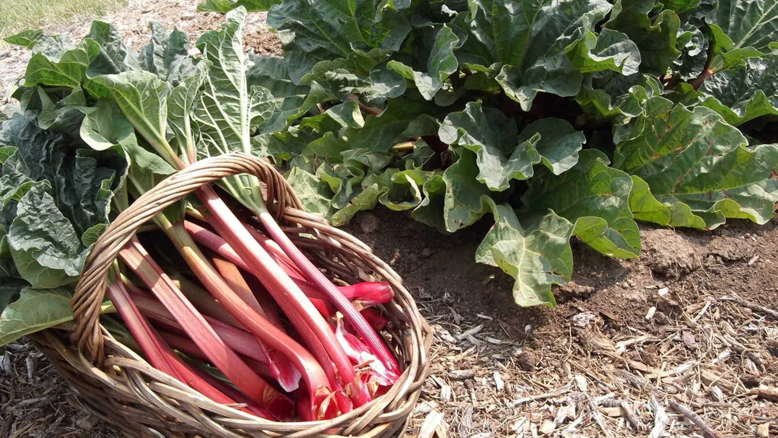Rhubarb