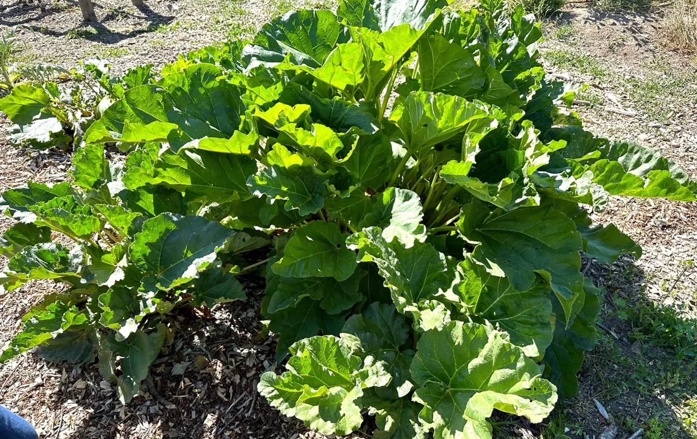 Rhubarb leaves