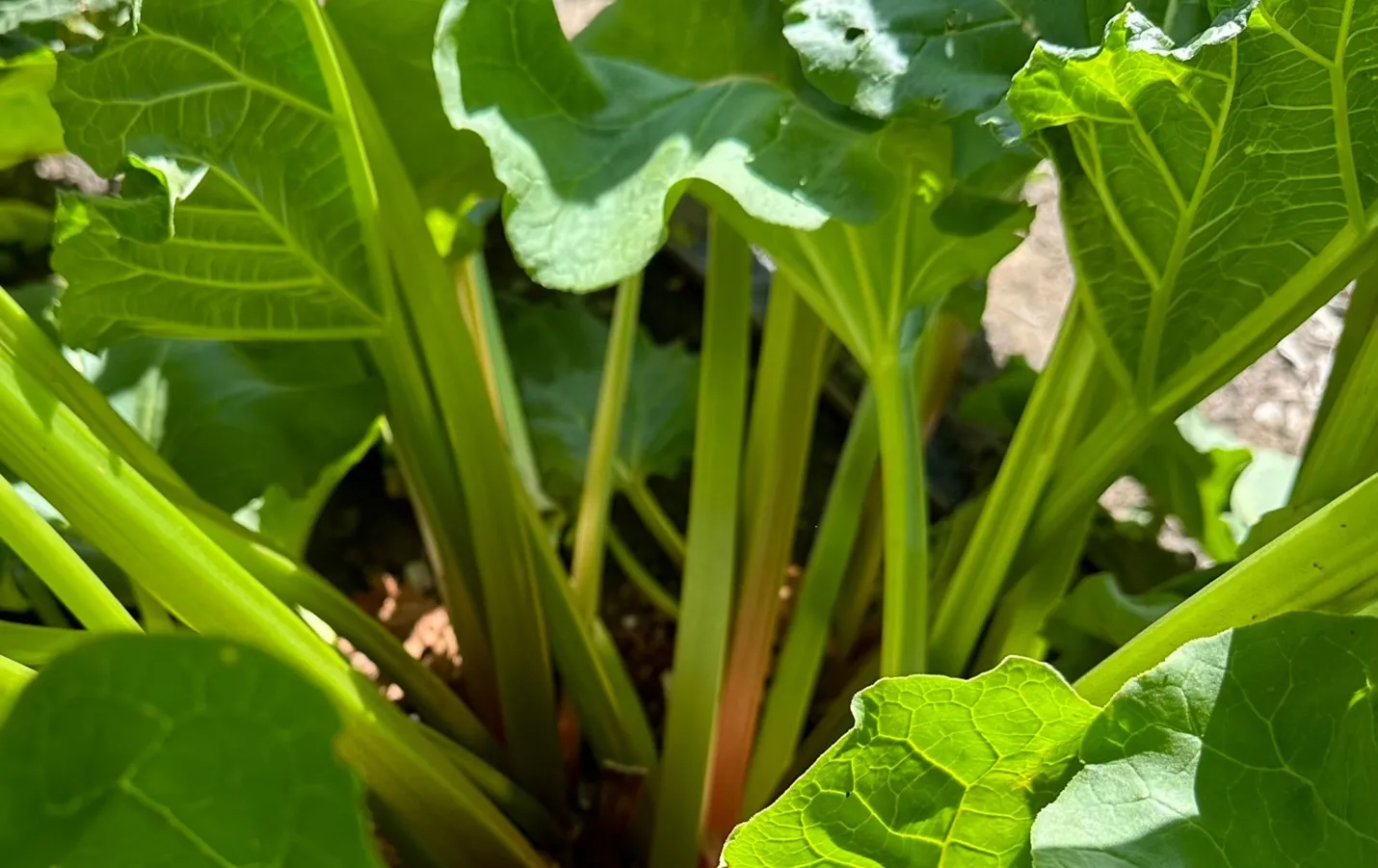 Rhubarb stalks