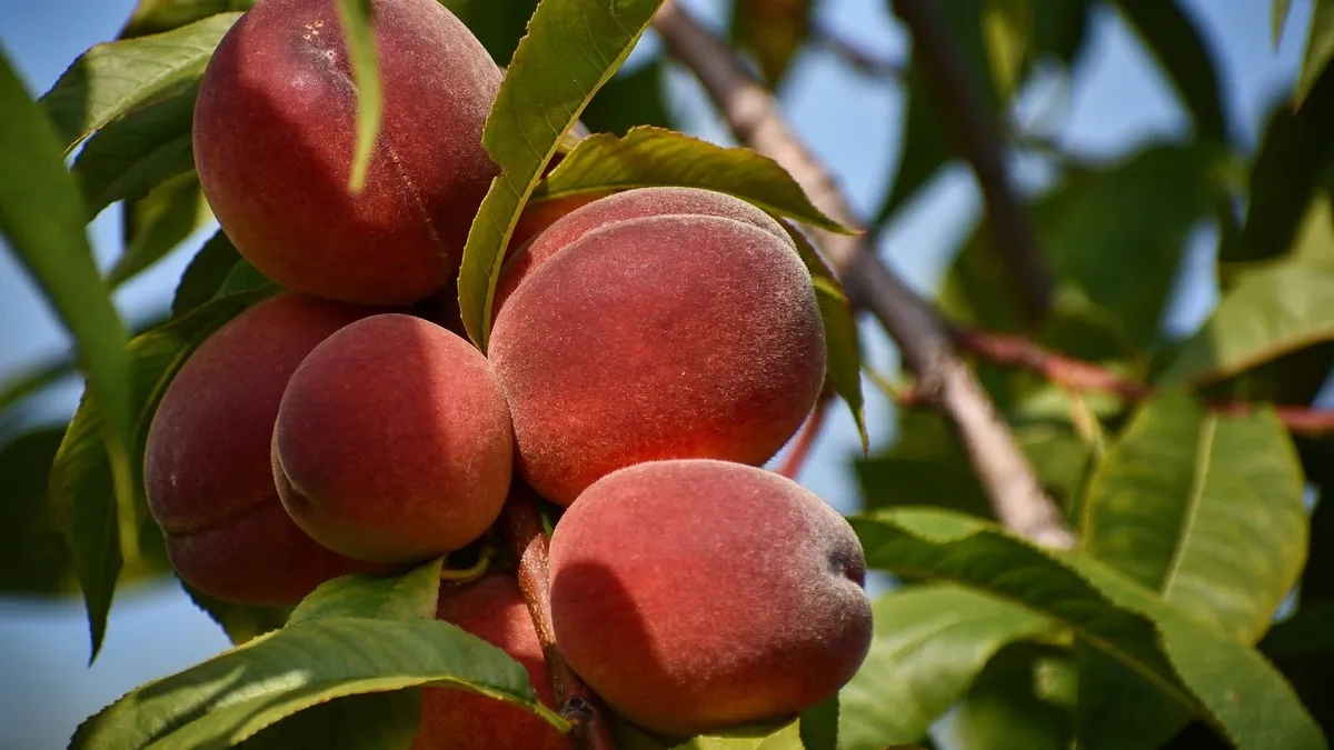 fruit-webinar-YT1200l