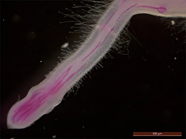 An illustration from the PNAS paper: Rice infected by root-knot nematodes (stained in red). (Illustration by Shahid Siddique)