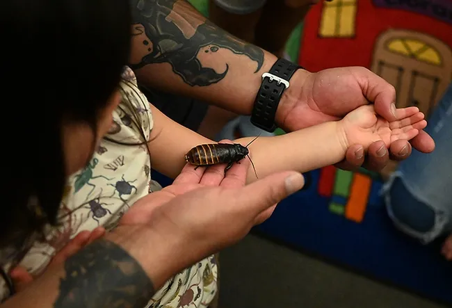 A Madagascar hissing cockroach draws attention. (Photo by Kathy Keatley Garvey)