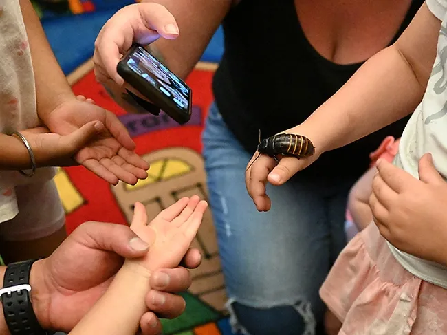 Eager hands await their turn. (Photo by Kathy Keatley Garvey)