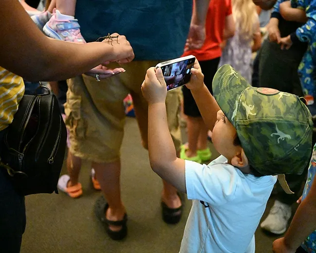 A pre-schooler takes an image of an insect with a borrowed cell phone. (Photo by Kathy Keatley Garvey)