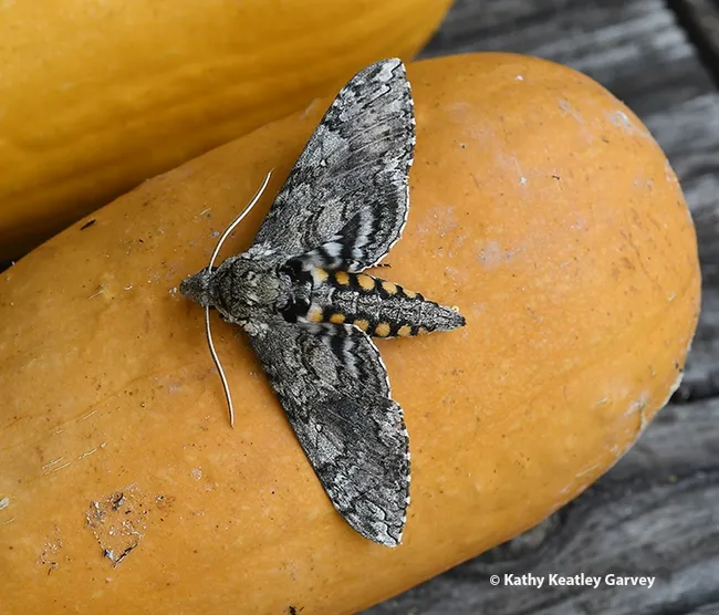 A white-lined sphinx moth, Hyles lineata. (Photo by Kathy Keatley Garvey)