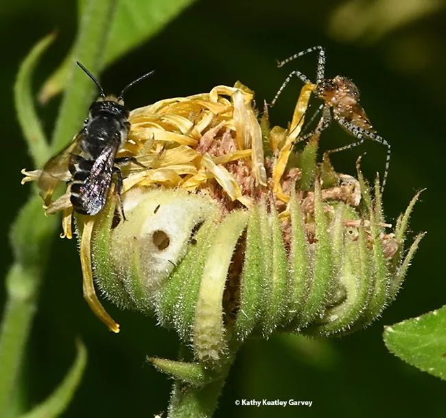 The bee spots danger, and in a second buzzes off. (Photo by Kathy Keatley Garvey)