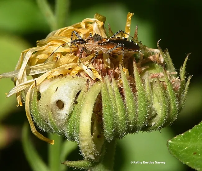 The predator wonders where his prey went. (Photo by Kathy Keatley Garvey)