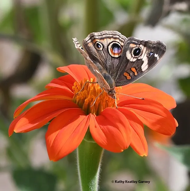 A buckeye butterfly, Junonia coenia, on a Mexican sunflower, Tithonia rotundifola. (Photo by Kathy Keatley Garvey)